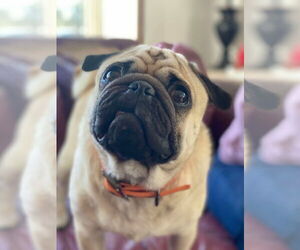 Pug Dogs for adoption in Lewistown, PA, USA