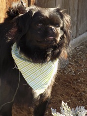 Pekingese Dogs for adoption in Apple Valley, CA, USA