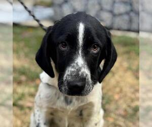 Labrador Retriever-Unknown Mix Dogs for adoption in Yardley, PA, USA