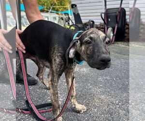 Mutt Dogs for adoption in Sterling, MA, USA