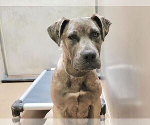 American Pit Bull Terrier Dogs for adoption in Martinez, CA, USA
