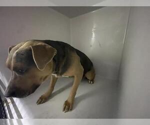 Mutt Dogs for adoption in Houston, TX, USA