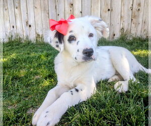 Border Collie-Unknown Mix Dogs for adoption in Sandy, UT, USA