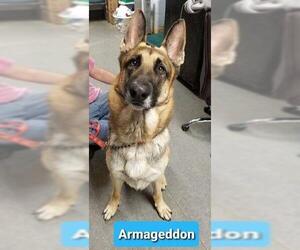 German Shepherd Dog Dogs for adoption in Richmond, IN, USA