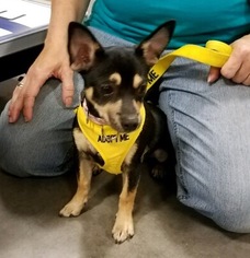 Chihuahua Dogs for adoption in Lake Worth, FL, USA
