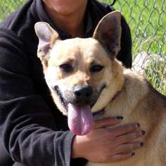 German Shepherd Dog Dogs for adoption in Alta Loma, CA, USA