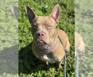 American Staffordshire Terrier Dogs for adoption in Fort Lauderdale, FL, USA