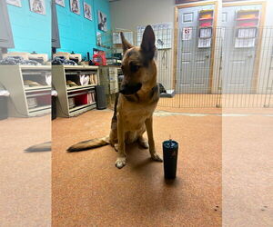 German Shepherd Dog Dogs for adoption in Minneapolis, MN, USA