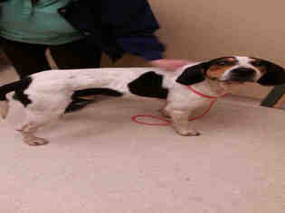 Medium Photo #1 Treeing Walker Coonhound-Unknown Mix Puppy For Sale in Clyde, NC, USA