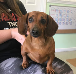 Dachshund Dogs for adoption in Sonora, CA, USA