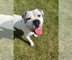 Mastiff Dogs for adoption in Germantown, OH, USA