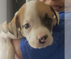 Boxer-Unknown Mix Dogs for adoption in The Woodlands, TX, USA