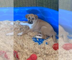Collie-German Shepherd Dog Mix Dogs for adoption in New Smyrna Beach, FL, USA