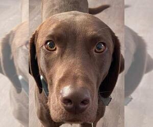 Labrador Retriever Dogs for adoption in Seaford, DE, USA
