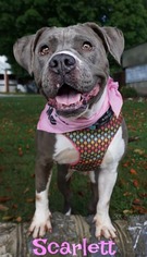 American Pit Bull Terrier Dogs for adoption in Ceres, VA, USA