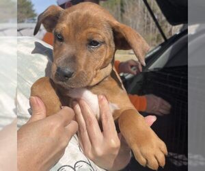 Labrador Retriever Dogs for adoption in Mt. Laurel, NJ, USA