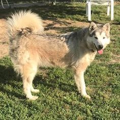 Alaskan Malamute Dogs for adoption in Longview, TX, USA