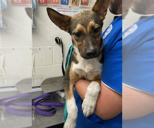 German Shepherd Dog-Unknown Mix Dogs for adoption in San Bernardino, CA, USA