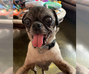 Pug Dogs for adoption in Boerne, TX, USA