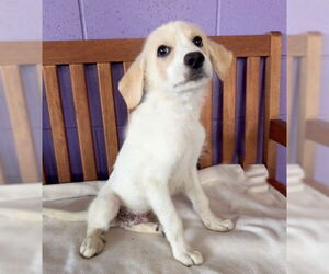 Golden Pyrenees Dogs for adoption in Genesee, WI, USA