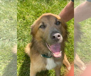 Golden Retriever-Unknown Mix Dogs for adoption in Germantown, OH, USA