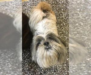 Shih Tzu Dogs for adoption in Little Elm, TX, USA