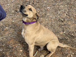 Labrottie Dogs for adoption in Decatur, GA, USA