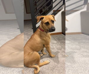 Labrador Retriever-Unknown Mix Dogs for adoption in New London, WI, USA
