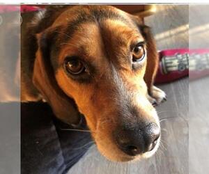 Beagle Dogs for adoption in Wheaton, IL, USA