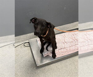 American Pit Bull Terrier-Labrador Retriever Mix Dogs for adoption in Tallahassee, FL, USA