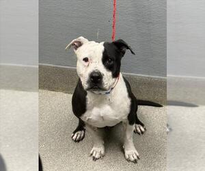 American Pit Bull Terrier-Unknown Mix Dogs for adoption in Las Vegas, NV, USA