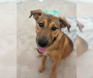 Boxer-German Shepherd Dog Mix Dogs for adoption in San Bernardino , CA, USA