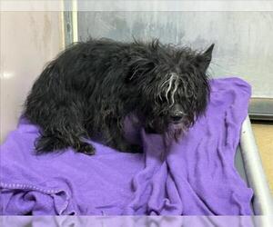 Mutt Dogs for adoption in Martinez, CA, USA