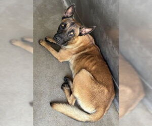 Mutt Dogs for adoption in San Bernardino, CA, USA