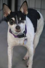 Rat Terrier Dogs for adoption in Phoenix , AZ, USA