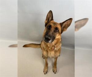 German Shepherd Dog Dogs for adoption in Fort Collins, CO, USA