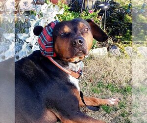 Treeing Walker Coonhound-Unknown Mix Dogs for adoption in Guthrie, OK, USA