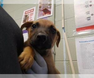 German Shepherd Dog-Unknown Mix Dogs for adoption in Tulsa, OK, USA