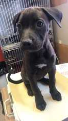 Boxador Dogs for adoption in Tempe, AZ, USA
