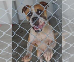 Boxer Dogs for adoption in Camden, TN, USA