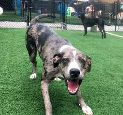 Catahoula Leopard Dog Dogs for adoption in Durham, NC, USA