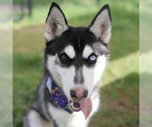 Siberian Husky-Unknown Mix Dogs for adoption in San Antonio, TX, USA