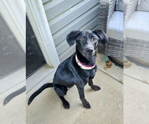 Labrador Retriever-Unknown Mix Dogs for adoption in Mooresville, NC, USA