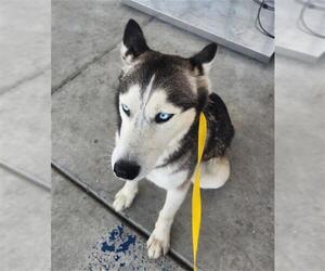 Siberian Husky Dogs for adoption in Bakersfield, CA, USA