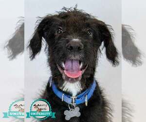 Mutt Dogs for adoption in Kennesaw, GA, USA