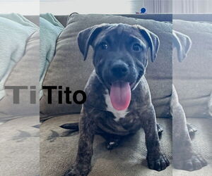 Mutt Dogs for adoption in Jackson Township, NJ, USA