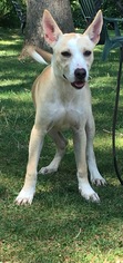 Basenji Dogs for adoption in Calverton, NY, USA