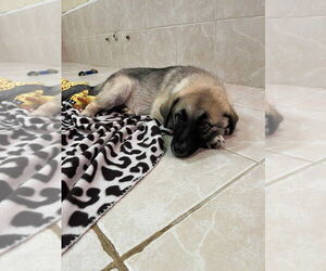 Anatolian Shepherd Dogs for adoption in Osgood, IN, USA