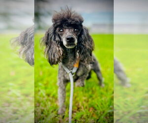 Poodle (Toy) Dogs for adoption in Pacolet, SC, USA
