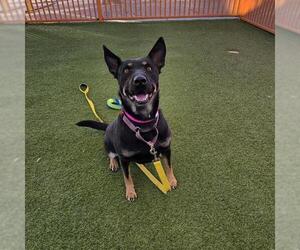 German Shepherd Dog-Unknown Mix Dogs for adoption in Las Vegas, NV, USA